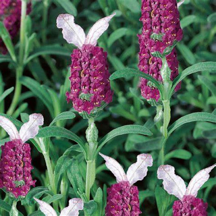 Heirloom Non-GMO Provence Lavender Plant Seeds – Red Blooms for Planting