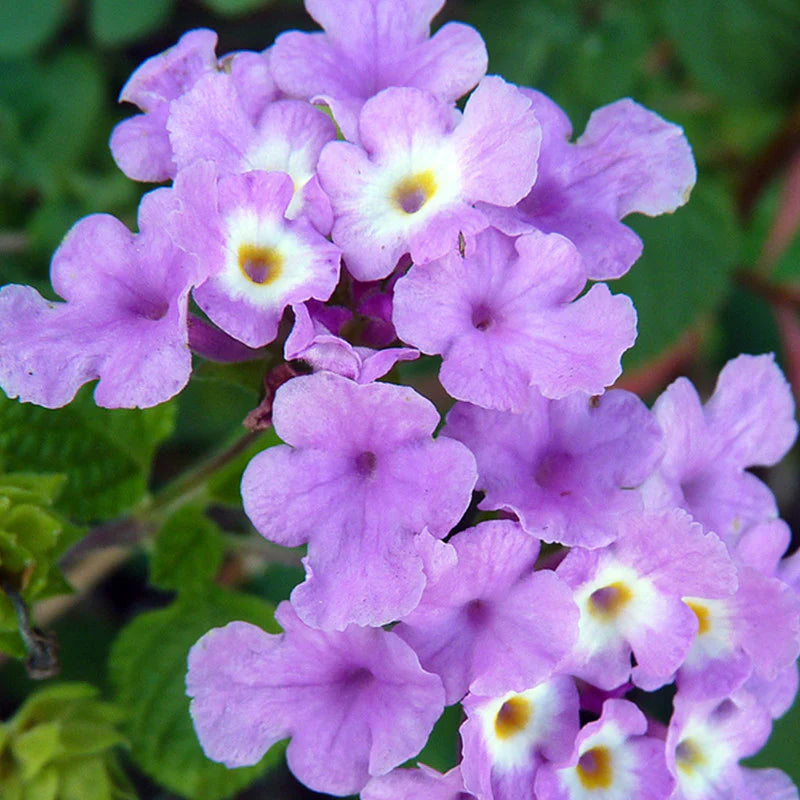 Purple Lantana Flower Seeds for Planting – Heirloom, Non-GMO, High Germination Organic Garden Seeds