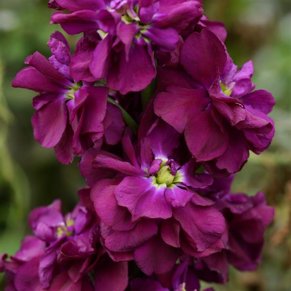 Lilla Matthiola blomsterfrø til plantning - 100 stk