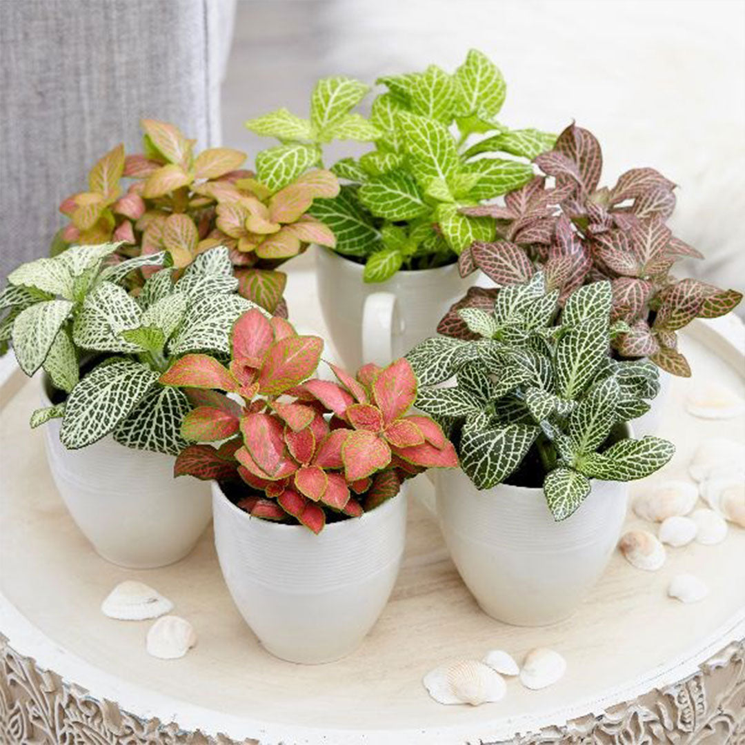 Heirloom Non-GMO Mix Fittonia Nerve Plant Seeds for Colorful Indoor Foliage and Decorative Planting