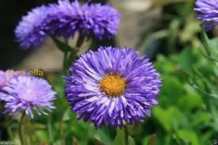 Purple Erigeron Speciosus Flower Seeds for Planting, 100 pcs