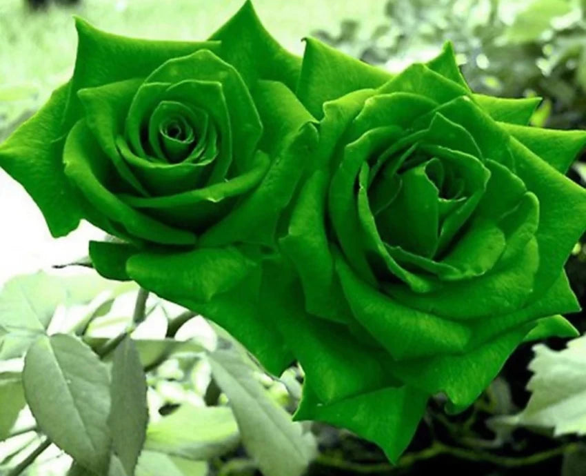 Green Dragon Rose Flower Seeds for Planting - 100 pcs