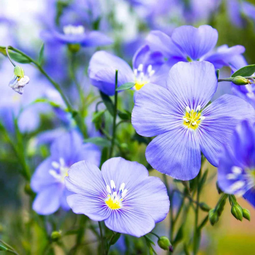 lin lan flower seeds Heirloom Linum Flower Seeds, Non-GMO Flax Blooms for Pollinator-Friendly Garden Planting