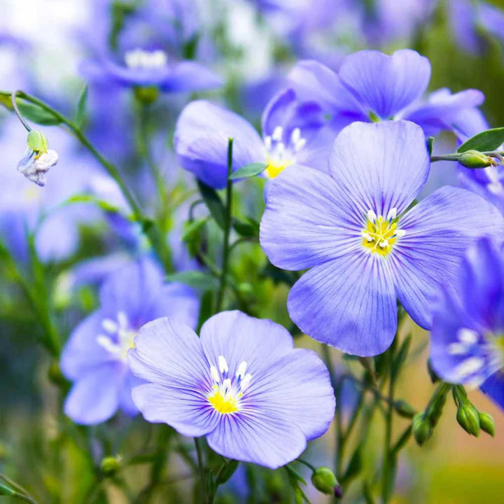 Heirloom Linum Flower Seeds, Non-GMO Flax Blooms for Pollinator-Friendly Garden Planting