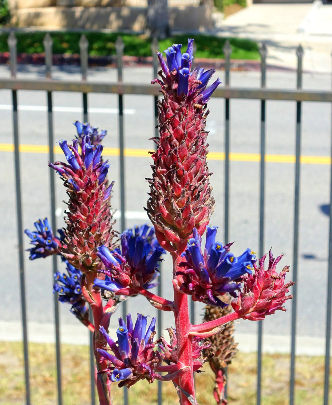 Purple Puya Venusta Plant Seeds for Planting, 100 pcs