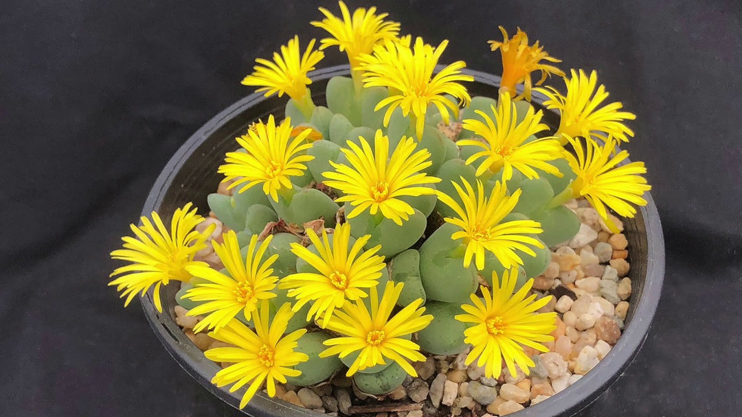 Yellow Conophytum Flower Seeds for Planting - 100 pcs