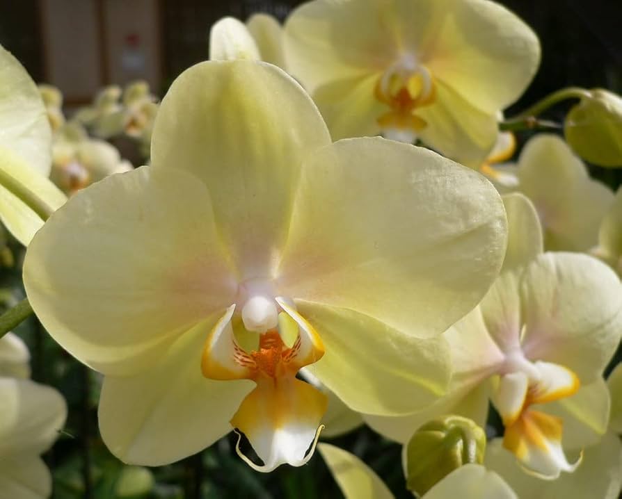 Creme Phalaenopsis orkidéfrø til plantning - 100 stk