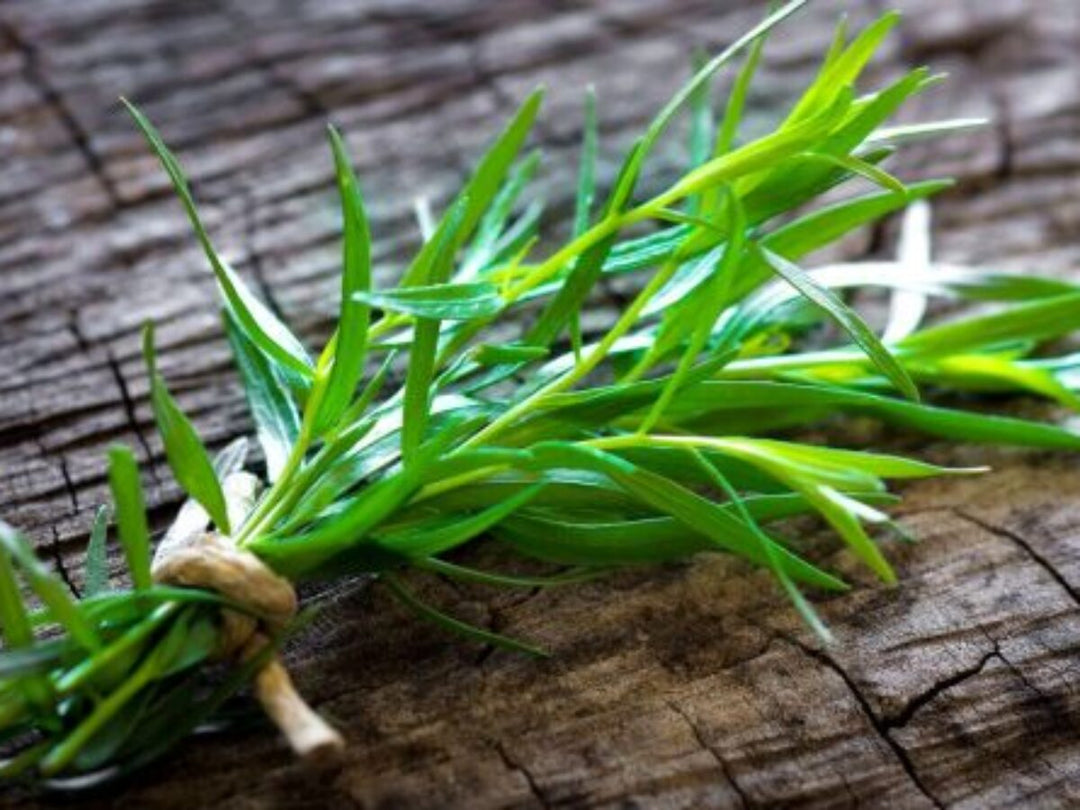 Tarragon Plant Seeds for Planting - 100 pcs