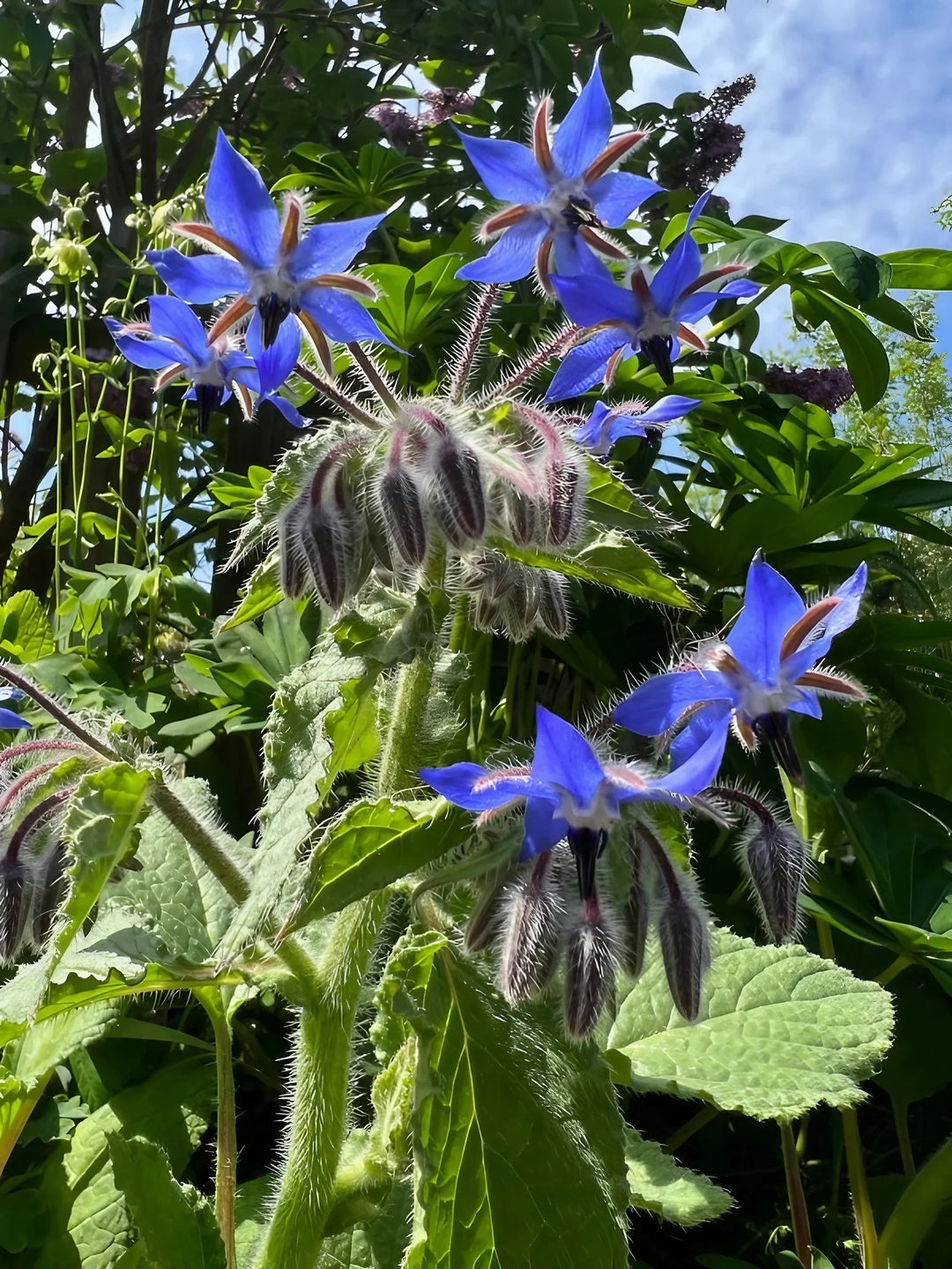 Dark Blue Borago Flower Seeds for Planting - 100 pcs