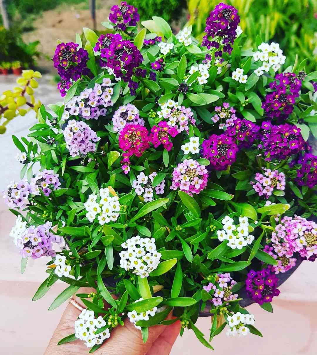 Heirloom Non-GMO Mixed Lobularia Flower Seeds for Fragrant and Colorful Garden Ground Cover Planting