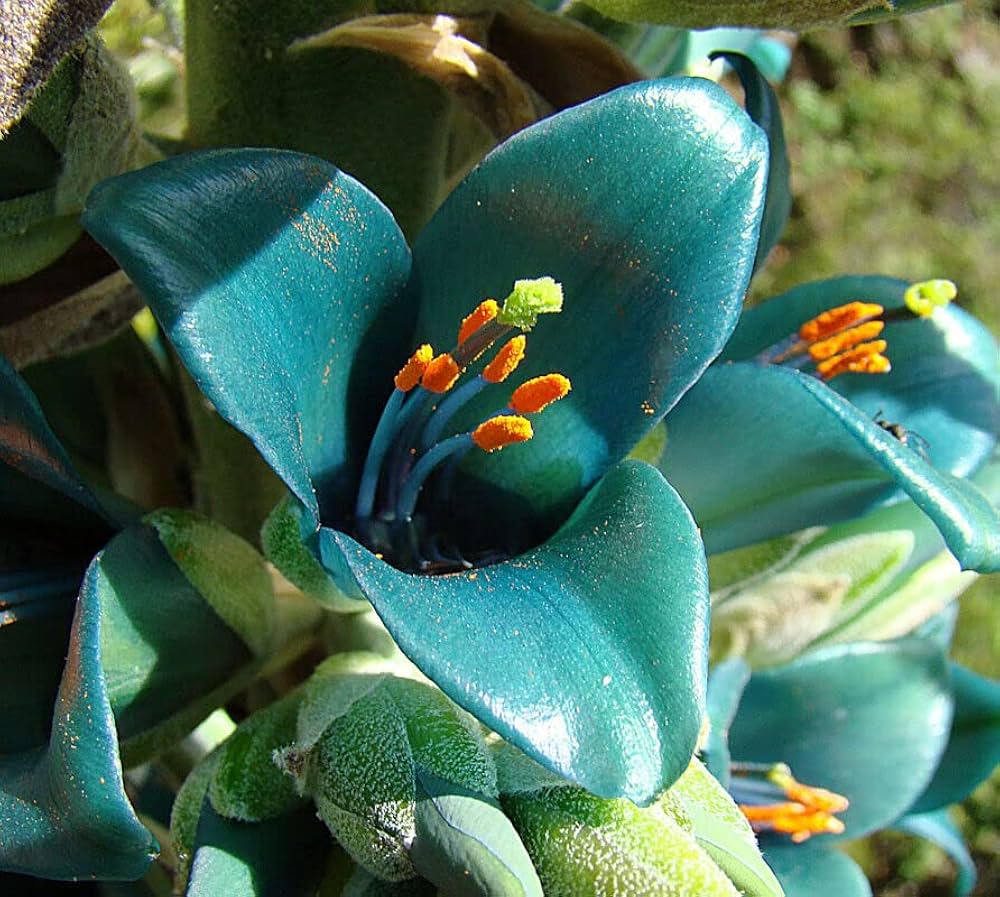 Green Blue Puya Plant Seeds for Planting, 100 pcs