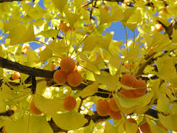 Ginkgo plantefrø til udplantning, 100 stk