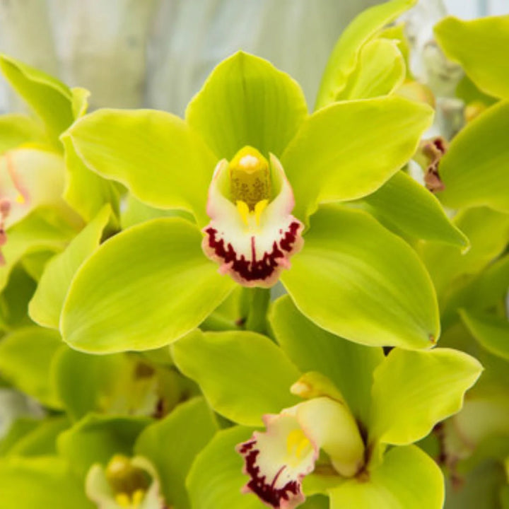 Green Cymbidium Orchid Seeds - Heirloom Non-GMO Planting Flower Seeds