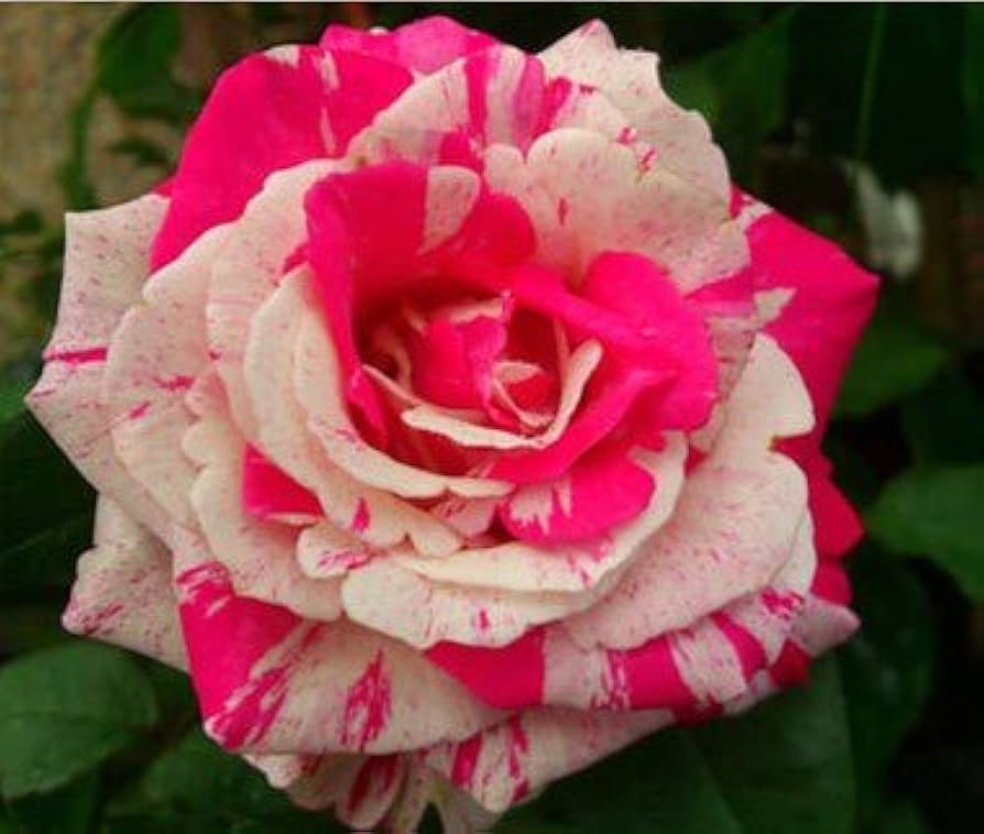 Pink White Stripe Rose frø til udplantning, 100 stk