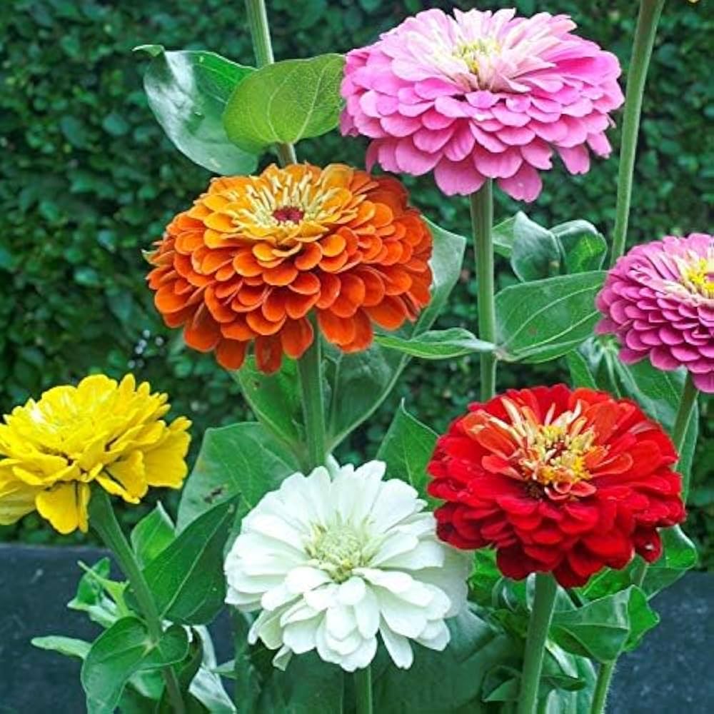 Blandede Zinnia blomsterfrø til plantning - 100 stk