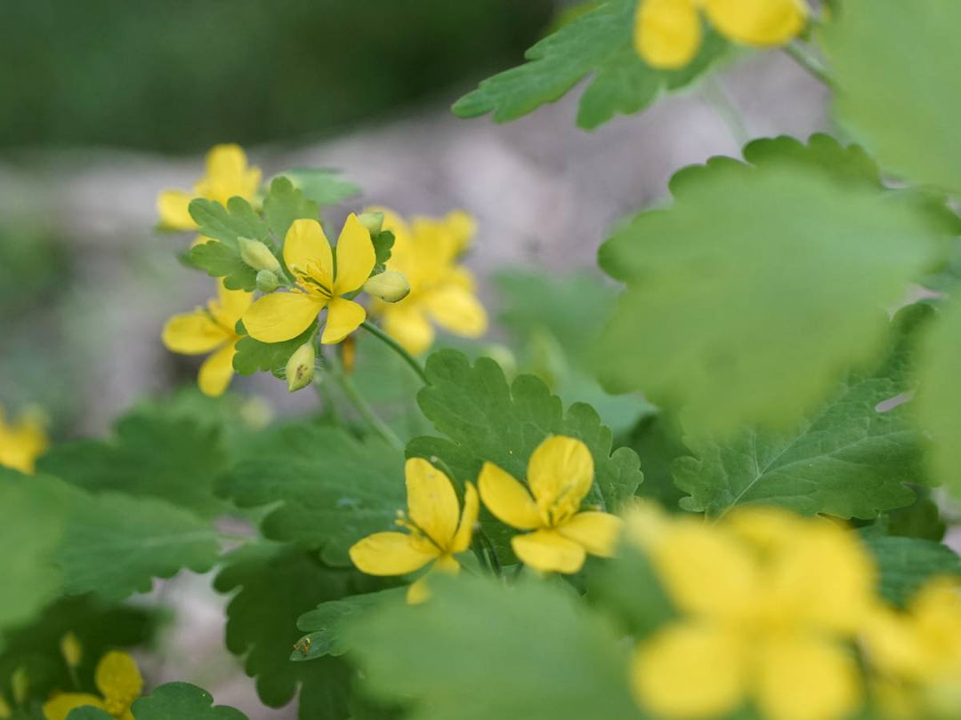 Heirloom Non-GMO Yellow Tetterwort Flower Seeds – Bright Garden Borders & Seasonal Planting