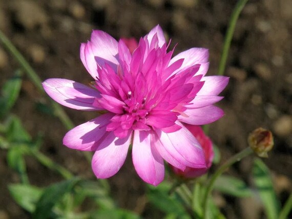 Xeranthemum annum Blomsterfrø til plantning - 100 stk