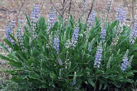 Sky Blue Lupine Flower Seeds for Planting - 100 pcs