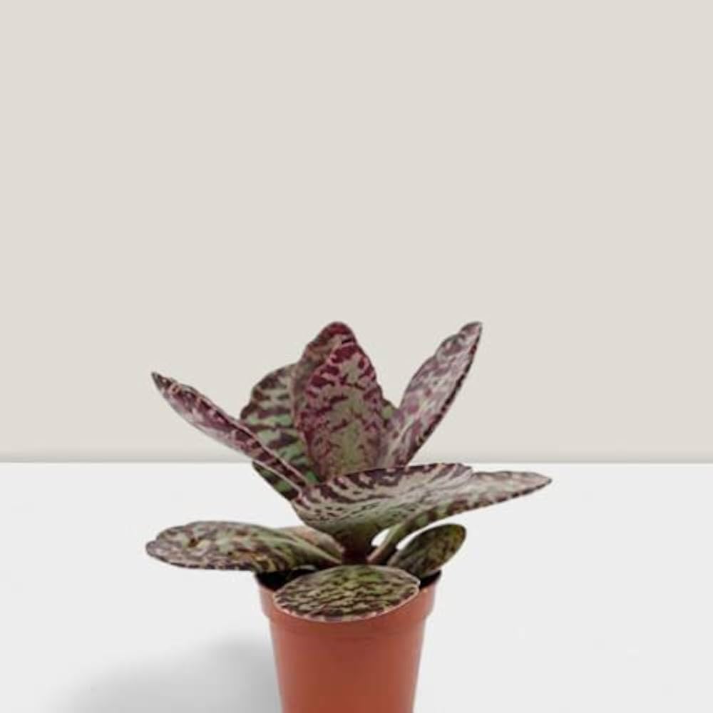 Kalanchoe Humilis Plant Seeds – Heirloom Non-GMO Succulent Seeds for Decorative Garden Pots