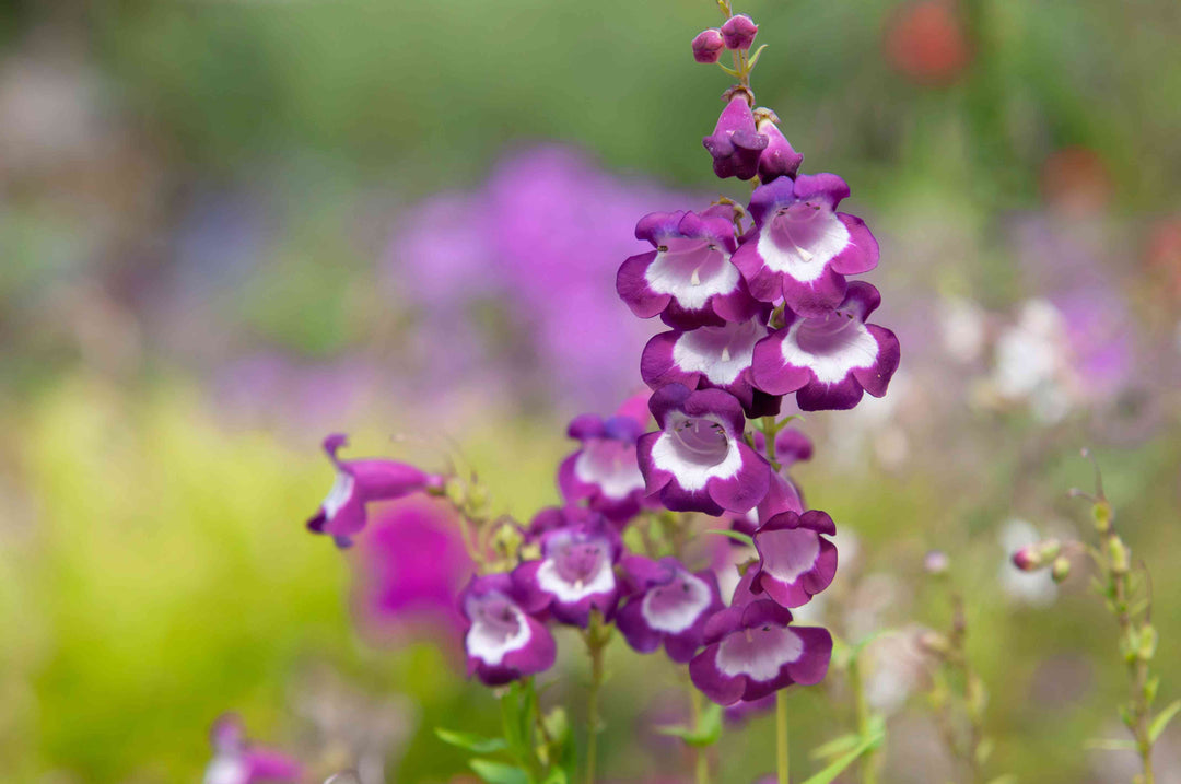 Heirloom Non-GMO Purple Beardtongue Flower Seeds – Unique Garden Accents for Outdoor Planting