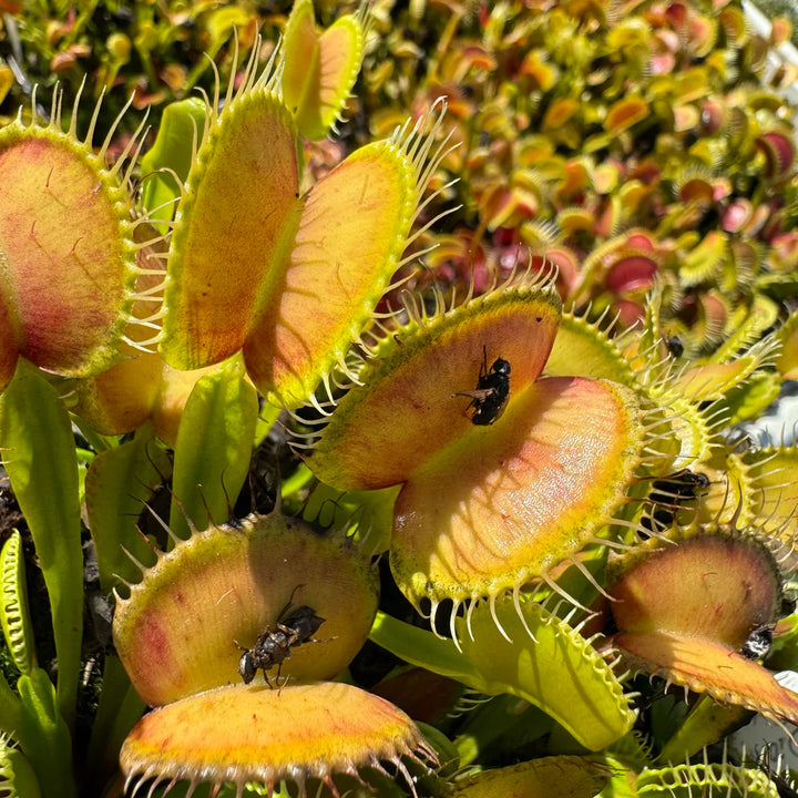 Kødædende blomsterfrø til plantning - 100 stk