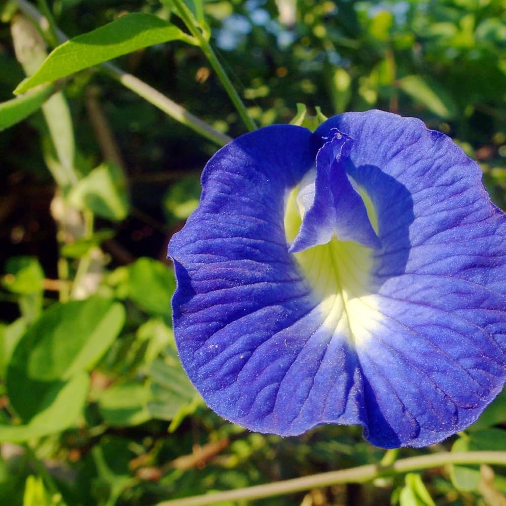 Heirloom Non-GMO Clitoria Flower Seeds for Planting – High Germination Organic Blue Garden Blooms