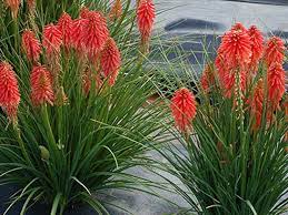 Red Kniphofia Plant Seeds for Planting - 100 pcs