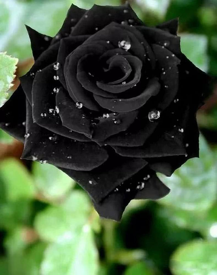 Black Dragon Rose Flower Seeds for Planting, 100 pcs