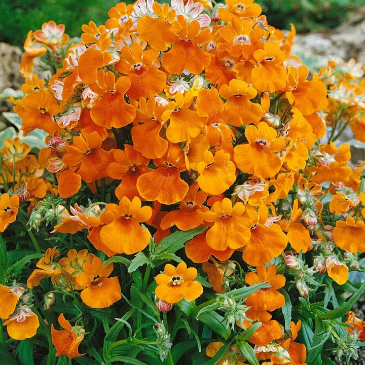Nemesia Flower Seeds for Planting - 100 pcs