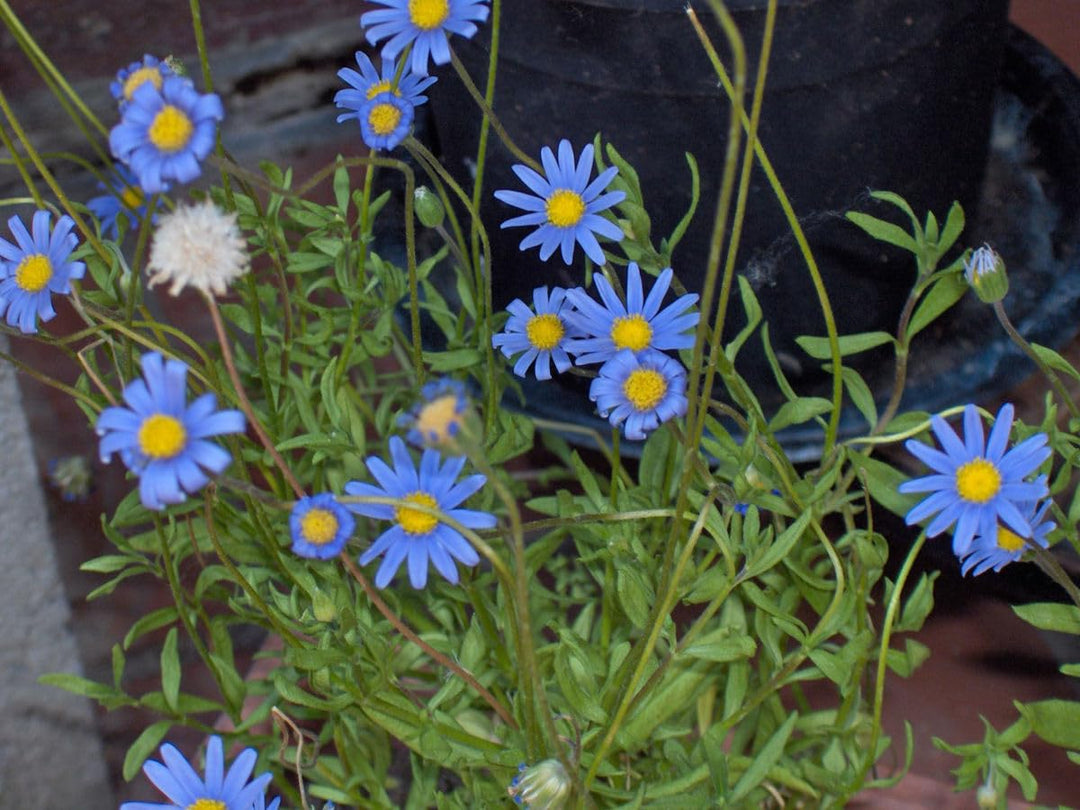 Blå Felicia Amelloides Blomsterfrø til udplantning - 100 stk