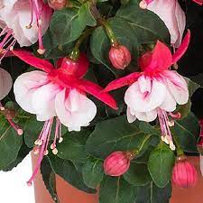 Fuchsia hvide lyserøde blomsterfrø til plantning - 100 stk