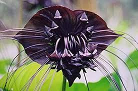 Tiger Orchid Flower Seeds for Planting - 100 pcs