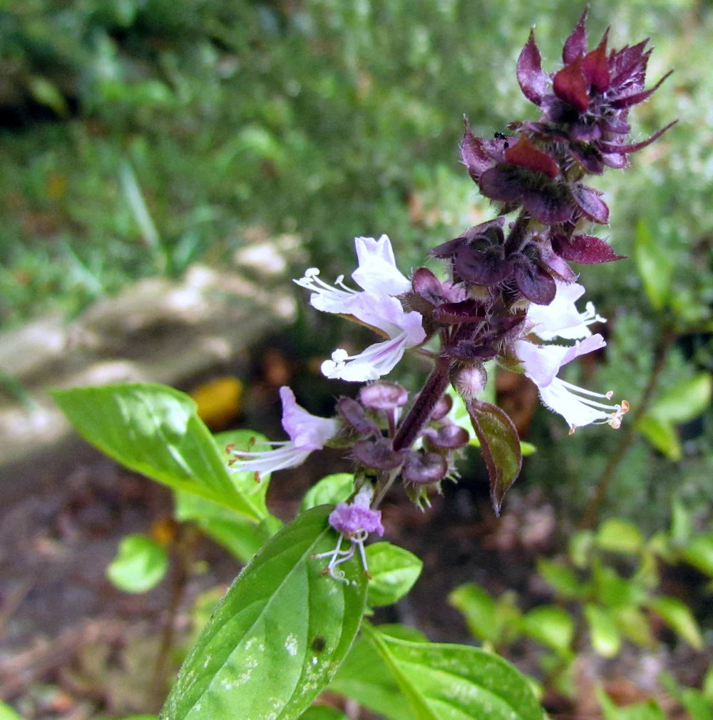 Basil Flower Seeds for Planting - 100 pcs