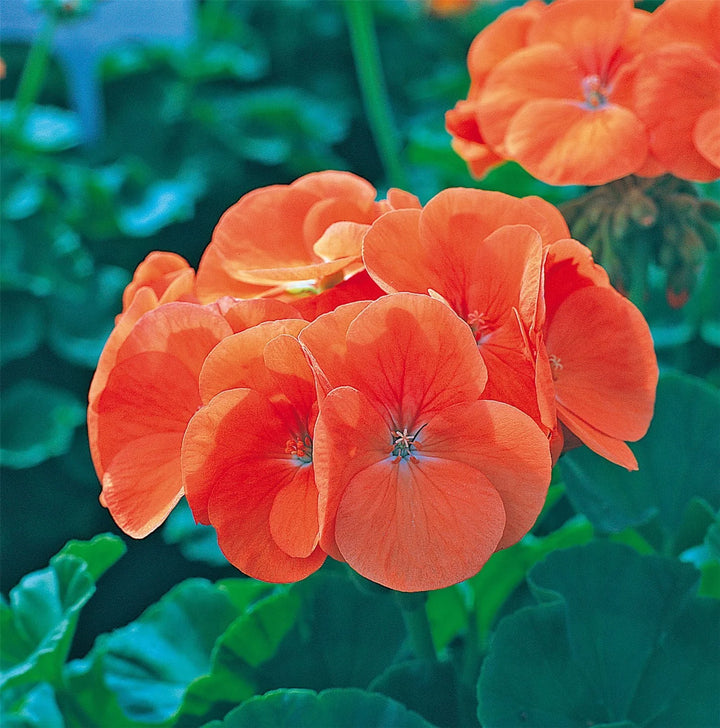 Orange Maverick Geranium Flower Seeds for Planting – Heirloom, Non-GMO, Organic Garden Seeds
