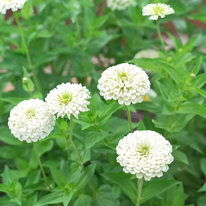 White Zinnia Flower Seeds for Planting 100 pcs