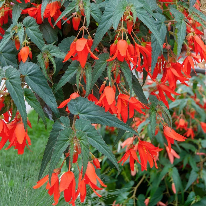 Begonia Boliviensis Blomsterfrø til udplantning - 100 stk