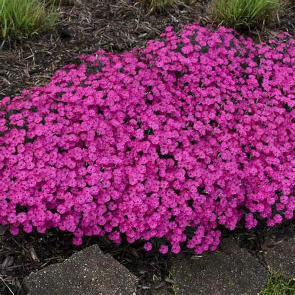 Pink Aubrieta Plant Seeds for Planting - 100 pcs