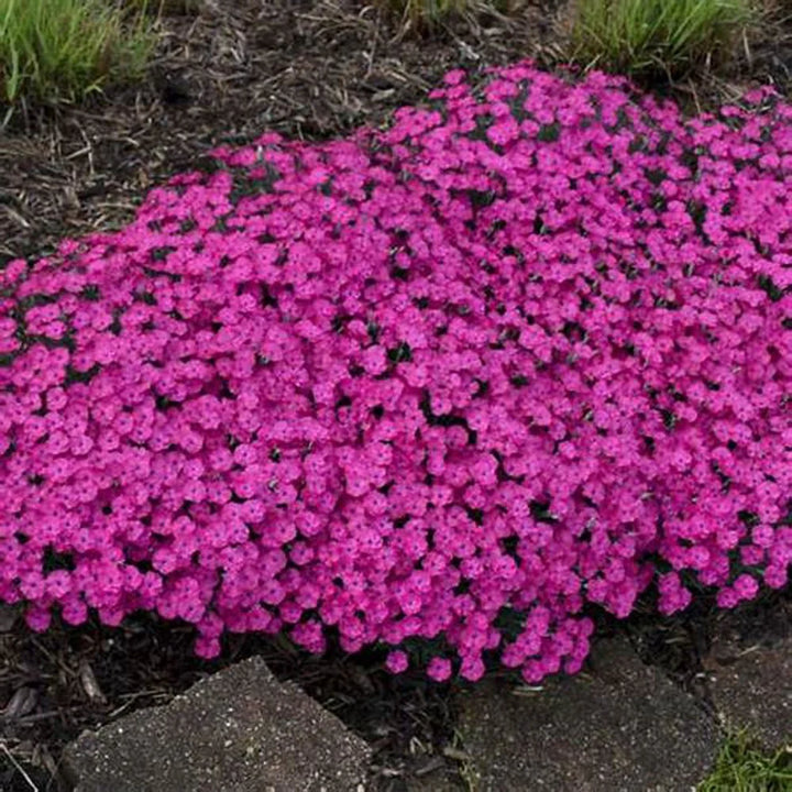 Pink Aubrieta Plant Seeds for Planting - 100 pcs