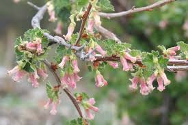 Pink Ribes Cereum Flower Seeds for Planting - 100 pcs