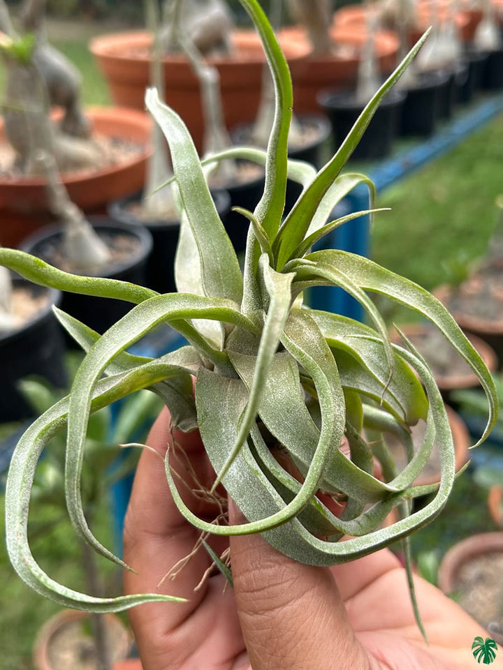 Heirloom Non-GMO Green Tillandsia Streptophylla Seeds – High Germination Organic Garden Seeds for Planting Air Plant Variety