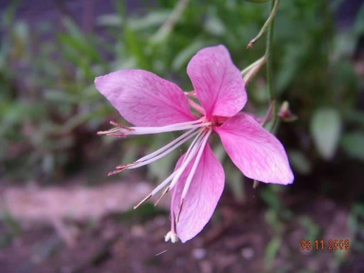 Pink Gaura Flower Seeds for Planting, Fresh, 100 pcs