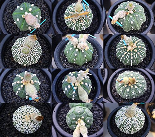 Blandede Astrophytum plantefrø til udplantning, 100 stk