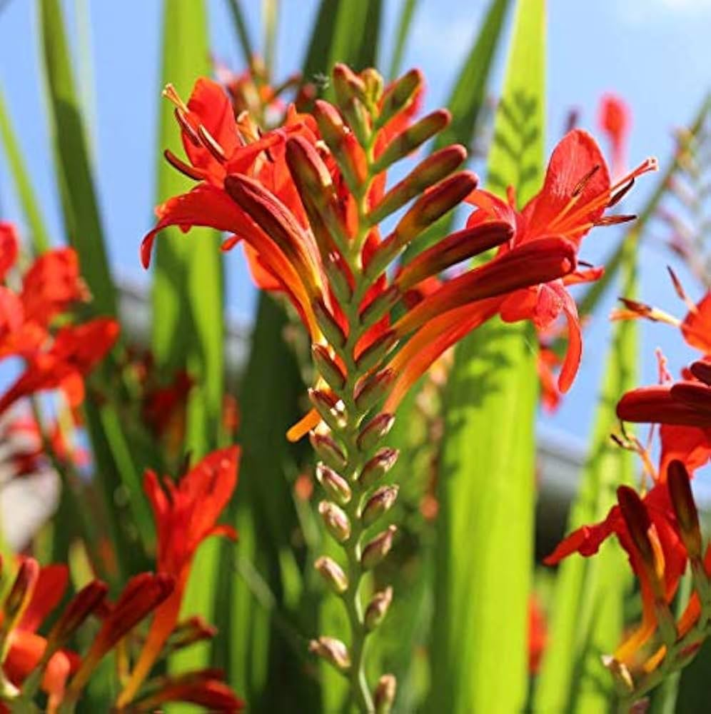 lucifer flower seeds Heirloom Non-GMO Red Crocosmia Lucifer Flower Seeds for Planting – High Germination Organic Garden Seeds