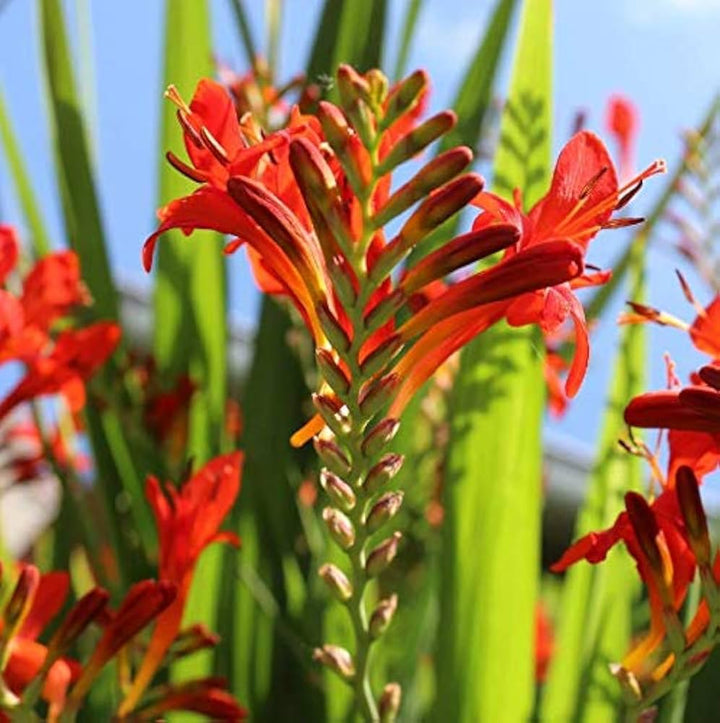 Heirloom Non-GMO Red Crocosmia Lucifer Flower Seeds for Planting – High Germination Organic Garden Seeds