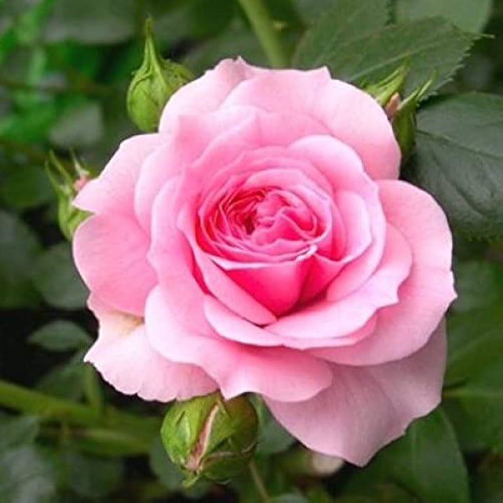 Pink Rose Flower Seeds for Planting – 10 pcs, Heirloom, Non-GMO, High Germination Garden Seeds