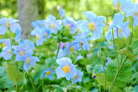 Fresh Meconopsis Flower Seeds for Planting - 100 pcs