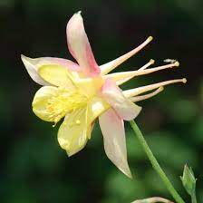 yellow columbine flower seeds