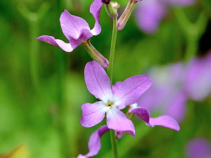 Heirloom Non-GMO Mathiola Longipetala Flower Seeds – Fragrant Night Blooms for Garden Planting