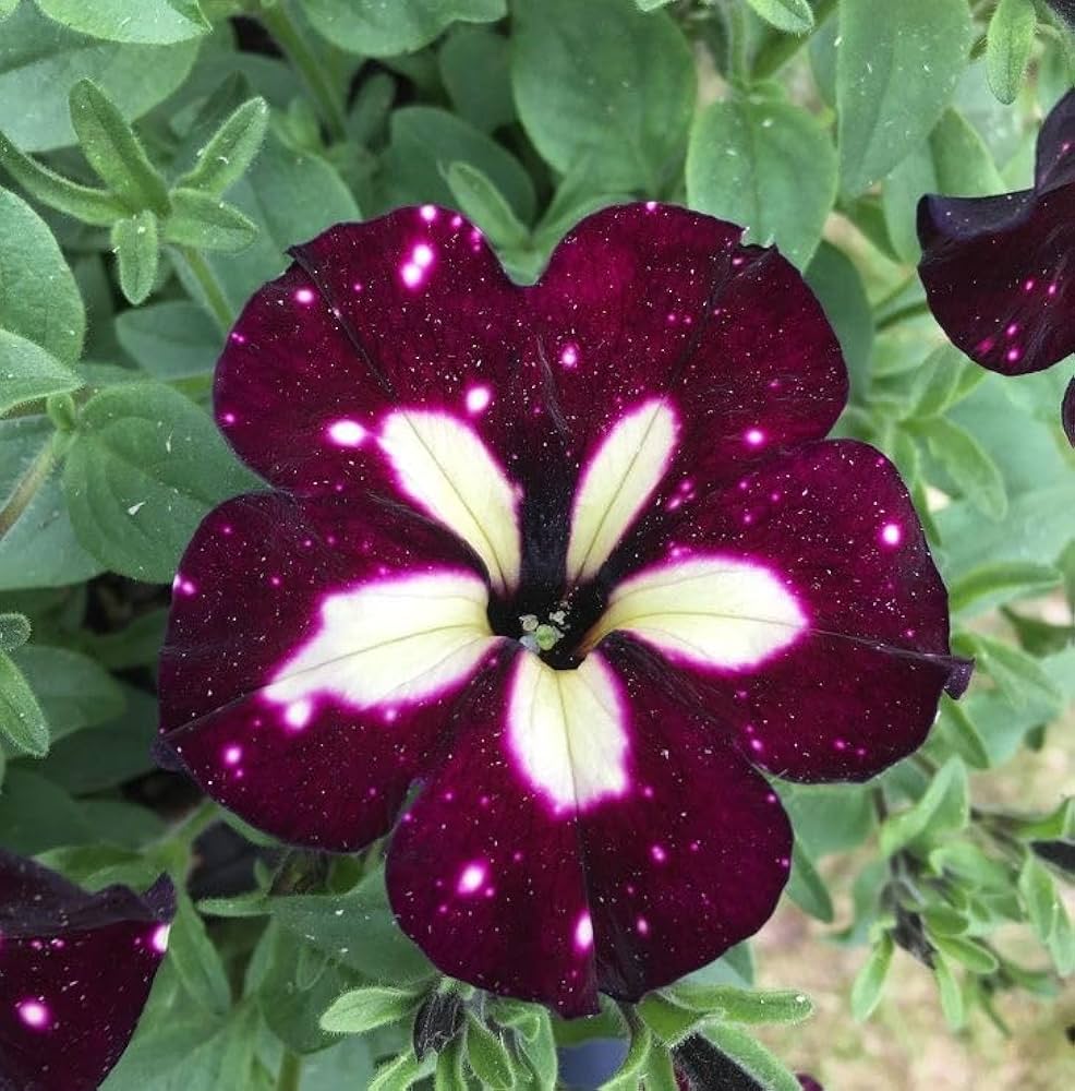 Hvide rødbrune petunia blomsterfrø til plantning, 100 stk