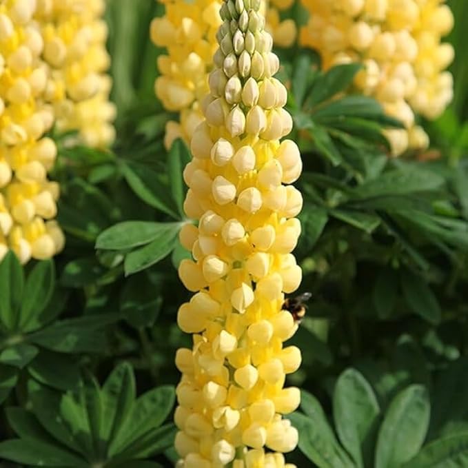 Lupine Flower Seeds in Light Yellow - 100 pcs